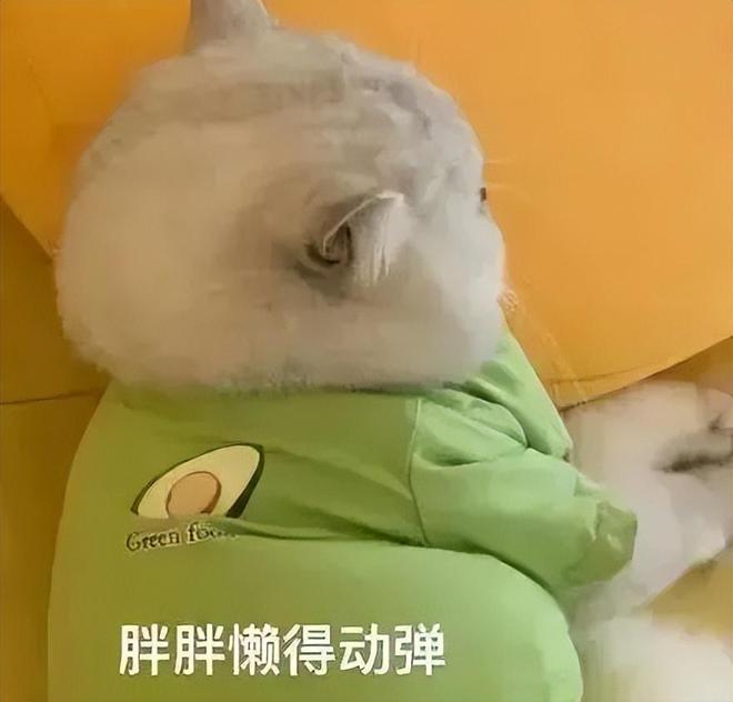 穿深V女装走光的他是真疯了还是向家缺钱了PG电子麻将胡了试玩向佐怎么癫成这样？(图3)
