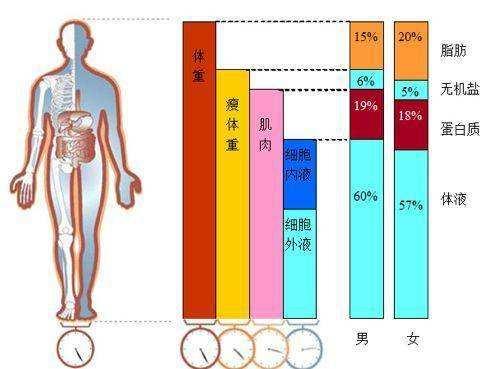 秤 瘦身效果看得见麻将胡了智能体脂(图3)